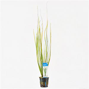 Moerings waterplanten Vallisneria natans
 - 6 stuks - aquarium plant