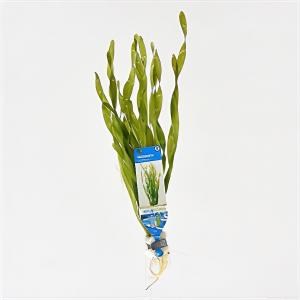 Moerings waterplanten Vallisneria asiatica - 10 stuks - aquarium plant