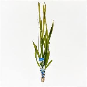 Moerings waterplanten Vallisneria gigantea rubra - 10 stuks - aquarium plant