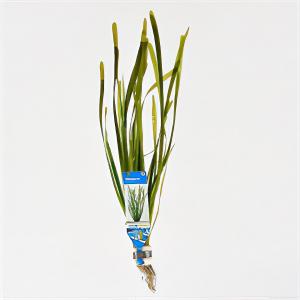 Moerings waterplanten Vallisneria spiralis - 10 stuks - aquarium plant