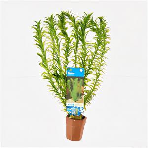 Moerings waterplanten Elodea densa - 10 stuks - aquarium plant