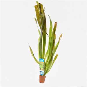 Moerings waterplanten Vallisneria gigantea - 10 stuks - aquarium plant