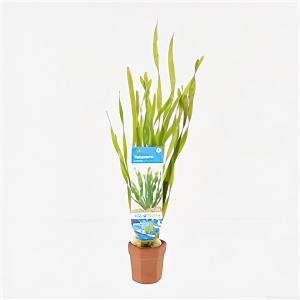 Moerings waterplanten Vallisneria torta - 10 stuks - aquarium plant