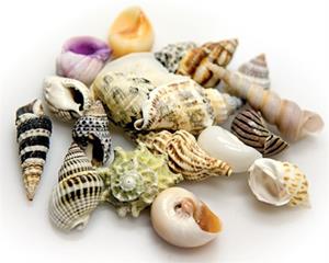 Hobby Decoratie Sea Shells Set L 5 Stuks