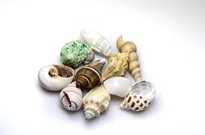 Hobby Decoratie Sea Shells Set M 10 Stuks