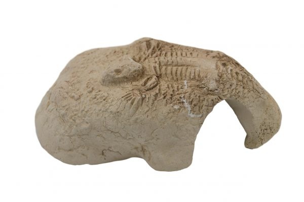 CeramicNature Fossil Stone Wit Xsmall 10 x 9 x 4,5cm