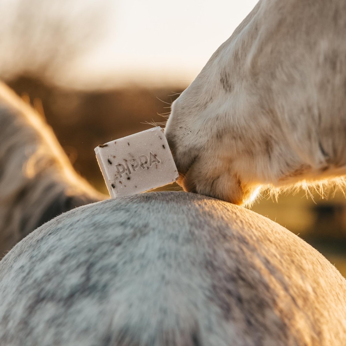PIPPA Equestrian Soap PIPPA Paardenshampoo Lavender & Basil