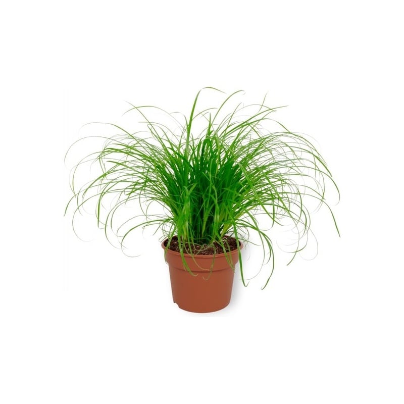 Moerings Cyperus Zumula | Kattengras | In 5 cm pot