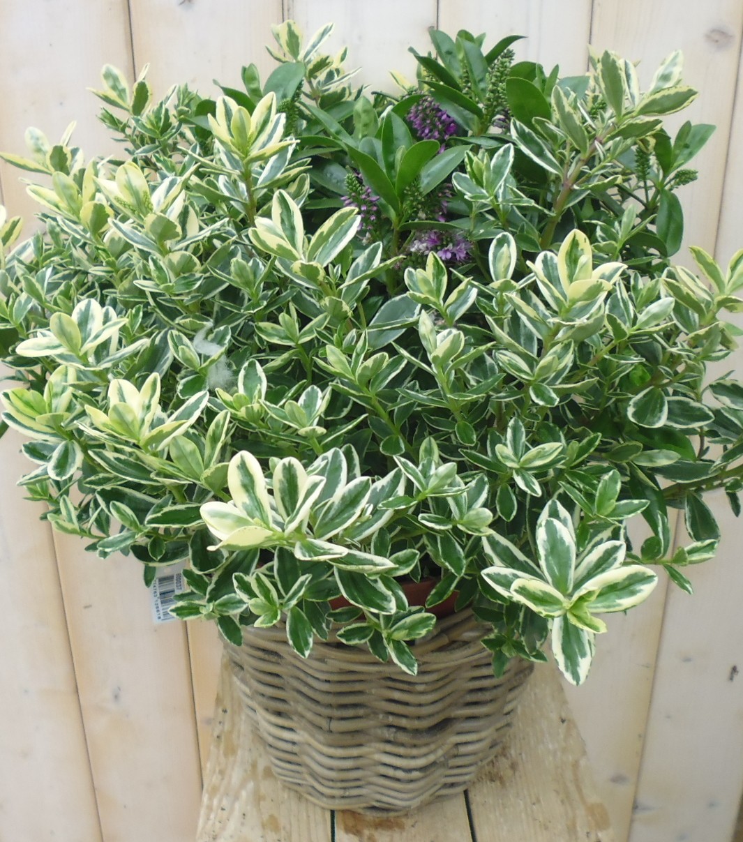 Warentuin natuurlijk Hebe Bont Paars White Wash Mand - 