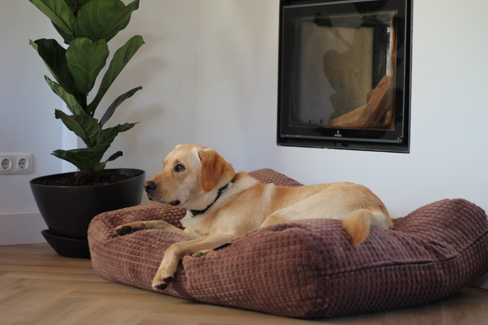 Hondenbed.nl Dog's Companion Hondenbed little square soft brown