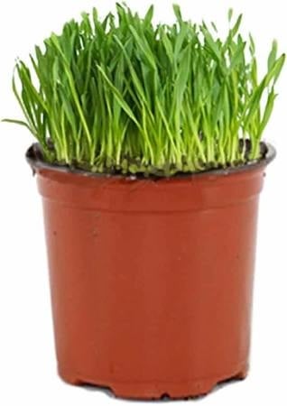 Junai.nl Kattengras op basis van tarwekiemen | In 12 cm Pot