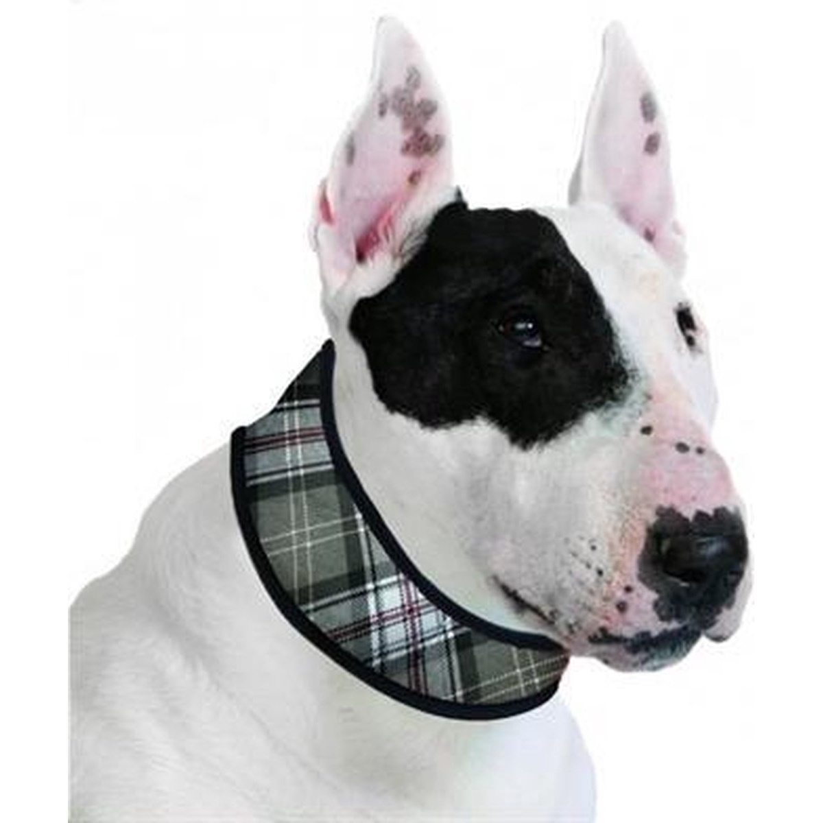 Aqua Coolkeeper Halsband L Scottish Grey