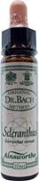 Ainsworths Scleranthus bach 10ml