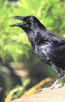 Animal Essences Raven (raaf) 30 ml