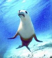 Animal Essences Seal (zeehond) 30 ml
