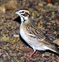 Animal Essences Sparrow (mus) 30 ml