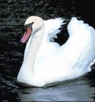 Animal Essences Swan (zwaan) 30ml
