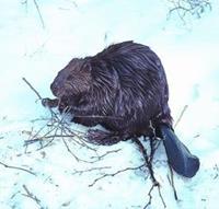 Animal Essences Beaver (bever)