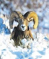 Animal Essences Bighorn sheep (schaap) 30 ml