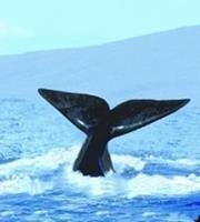 Animal Essences Whale (walvis) 30 ml
