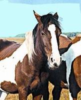 Animal Essences Wild horse (wild paard) 30 ml