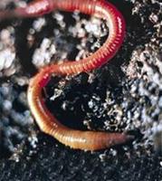 Animal Essences Earthworm (aardworm) 30 ml