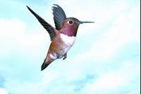 Animal Essences Hummingbird (kolibri) 30 ml