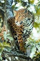 Animal Essences Jaguar (jachtluipaard) 30 ml