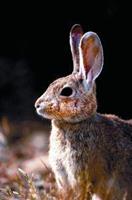 Animal Essences Rabbit (konijn)