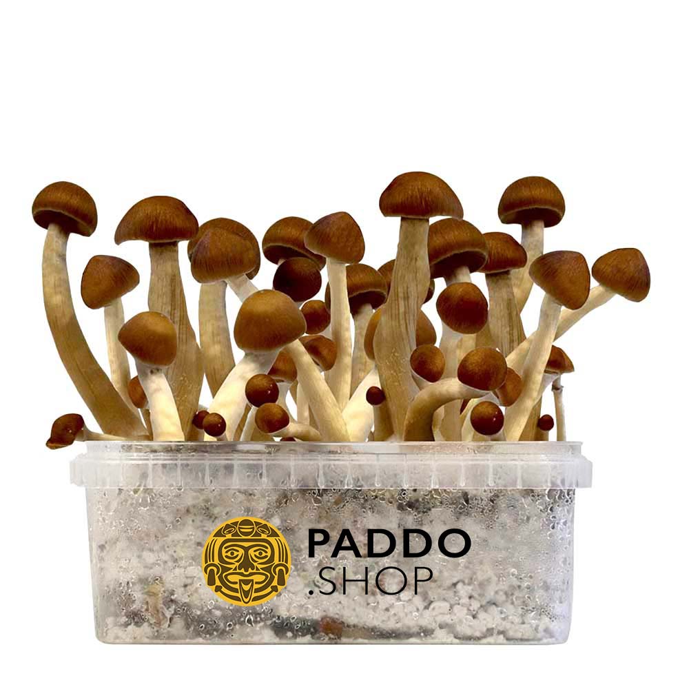 McSmart Thai Paddo Growkit 250 cc (Small)