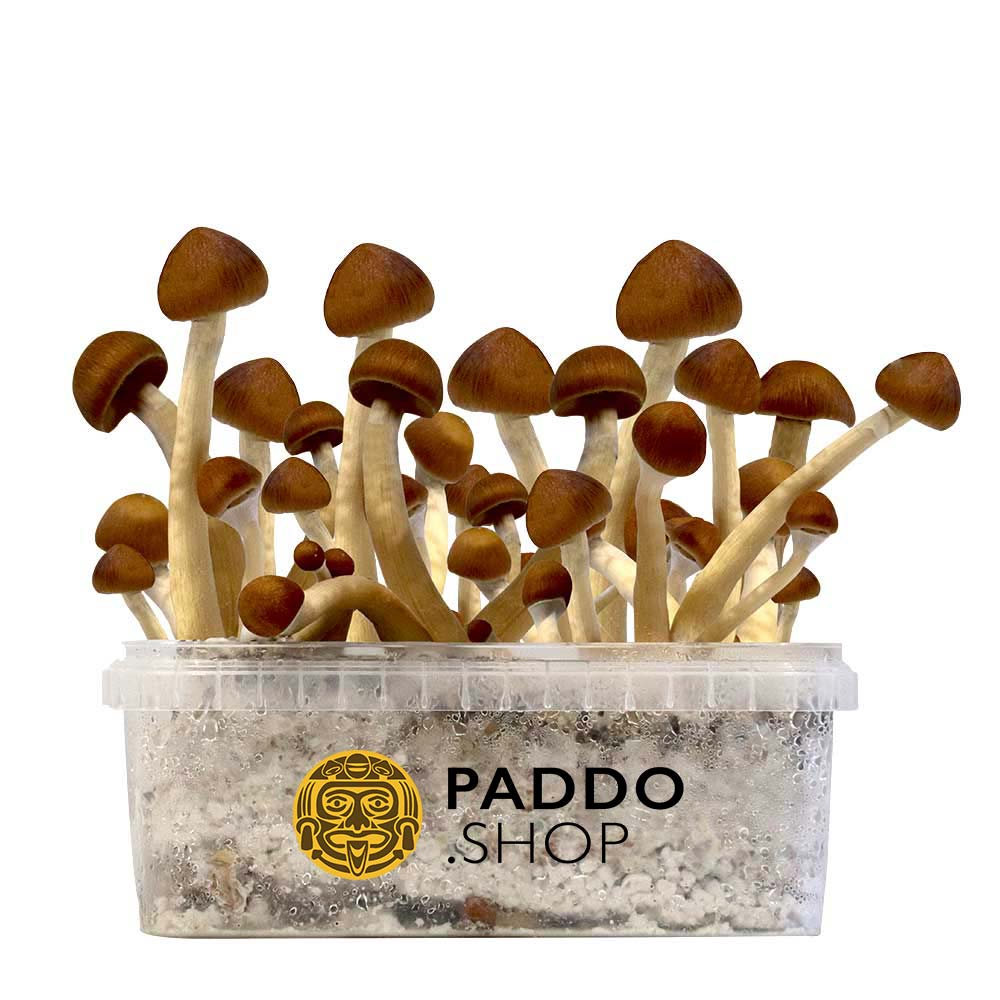 McSmart Colombian Paddo Growkit 250 cc (Small)