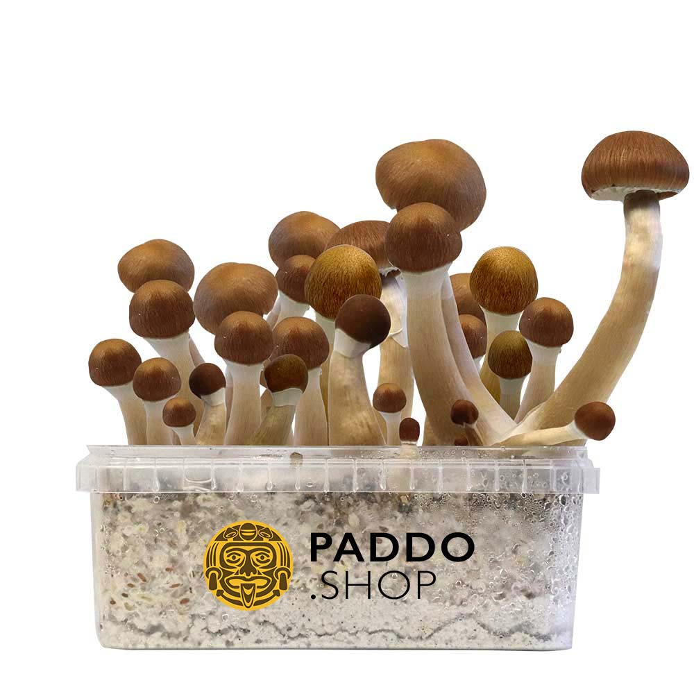 McSmart McKennaii Paddo Growkit 250 cc (Small)