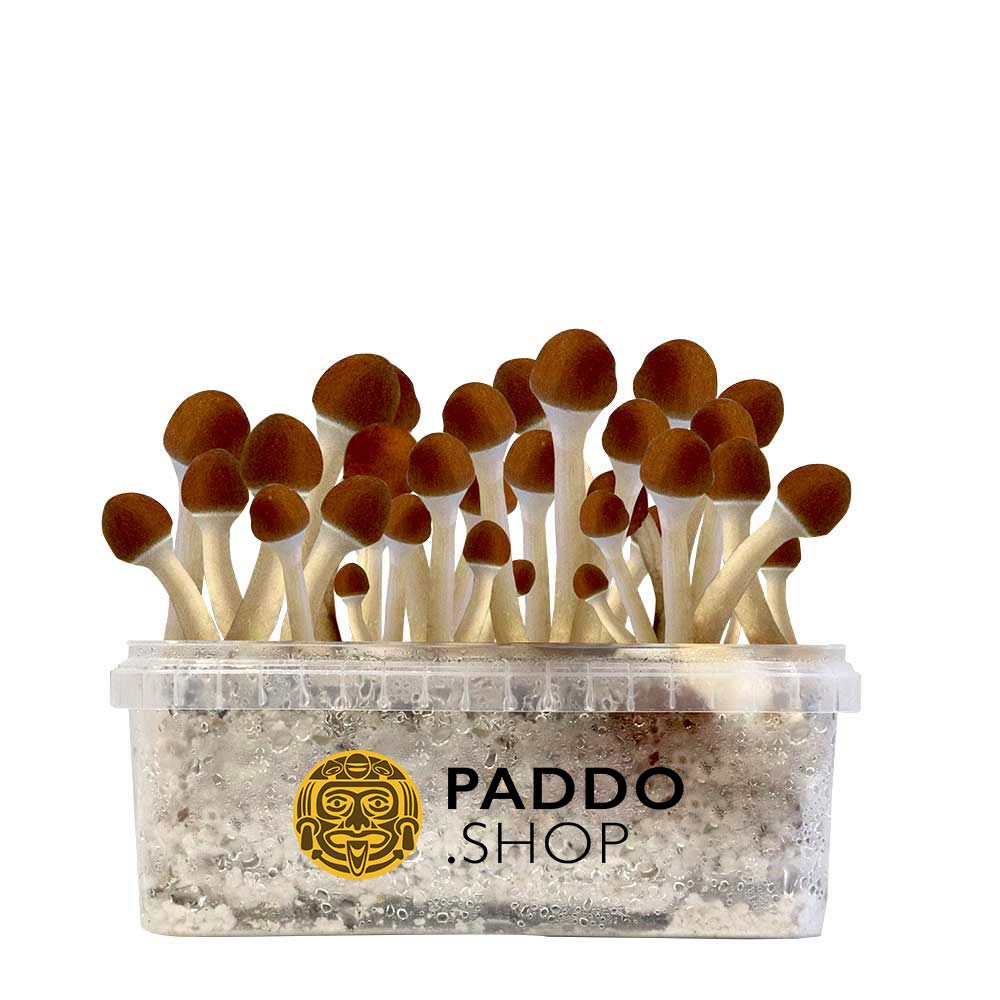 McSmart Golden Teacher Paddo Growkit 250 cc (Small)