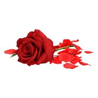 Bellatio Valentijnscadeau rode roos 31 cm met rozenblaadjes