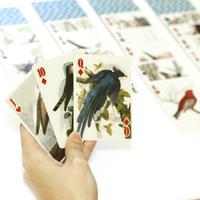 Kikkerland 3D speelkaarten - Vogels