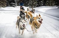 jollydays Schlittenhunde Workshop - Raum Bad Wörishofen