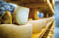 jollydays Käse selber machen - Raum Bregenz