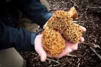 Belevenissen.nl Workshop: Eetbare paddenstoelen zoeken