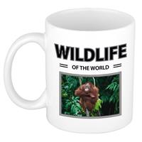 Bellatio Orang oetan aap mok met dieren foto wildlife of the world -