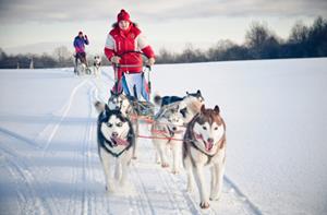 Jollydays Schlittenhunde Tour