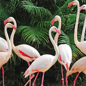 Ling Design  Verjaardagskaart - flamingo's