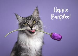Catchy Images  Verjaardagskaart - kat