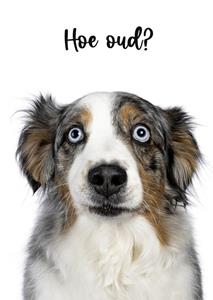 Catchy Images  Verjaardagskaart - hond