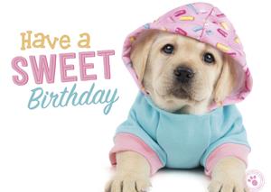 Studio Pets  Verjaardagskaart - hondje