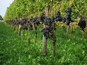 Nature's Gift Rondleiding & proeverij in de wijngaard