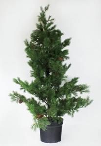 DPI Geschirr-Set »Tannenbaum mit Zapfen 120 cm von «, Kunststoff