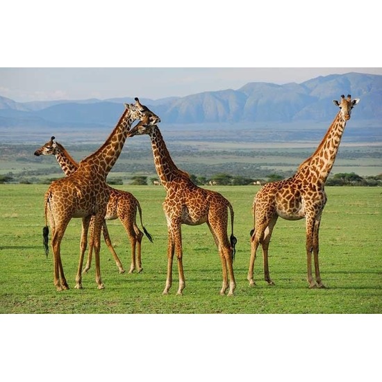 PIA Soft Toys Placemat giraffen - 3D - 28 x cm -