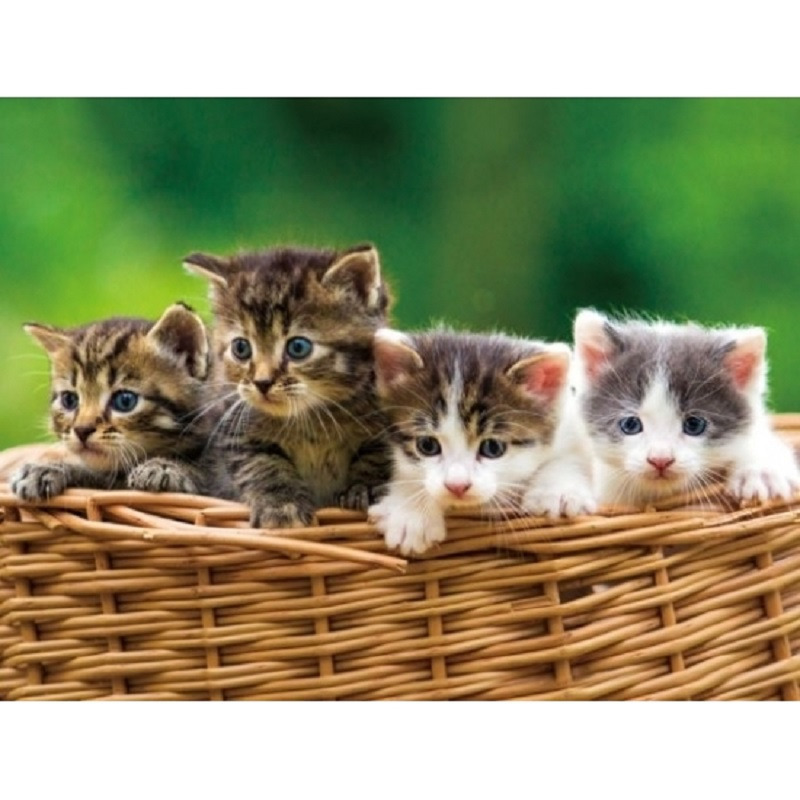 Merkloos Set van 2x stuks placemats katten/kittens 3D effect 30 x cm -