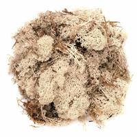 Decoratie mos naturel 50 gram Beige