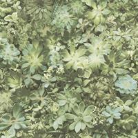 Evergreen Tapete Succulent Grün und Beige